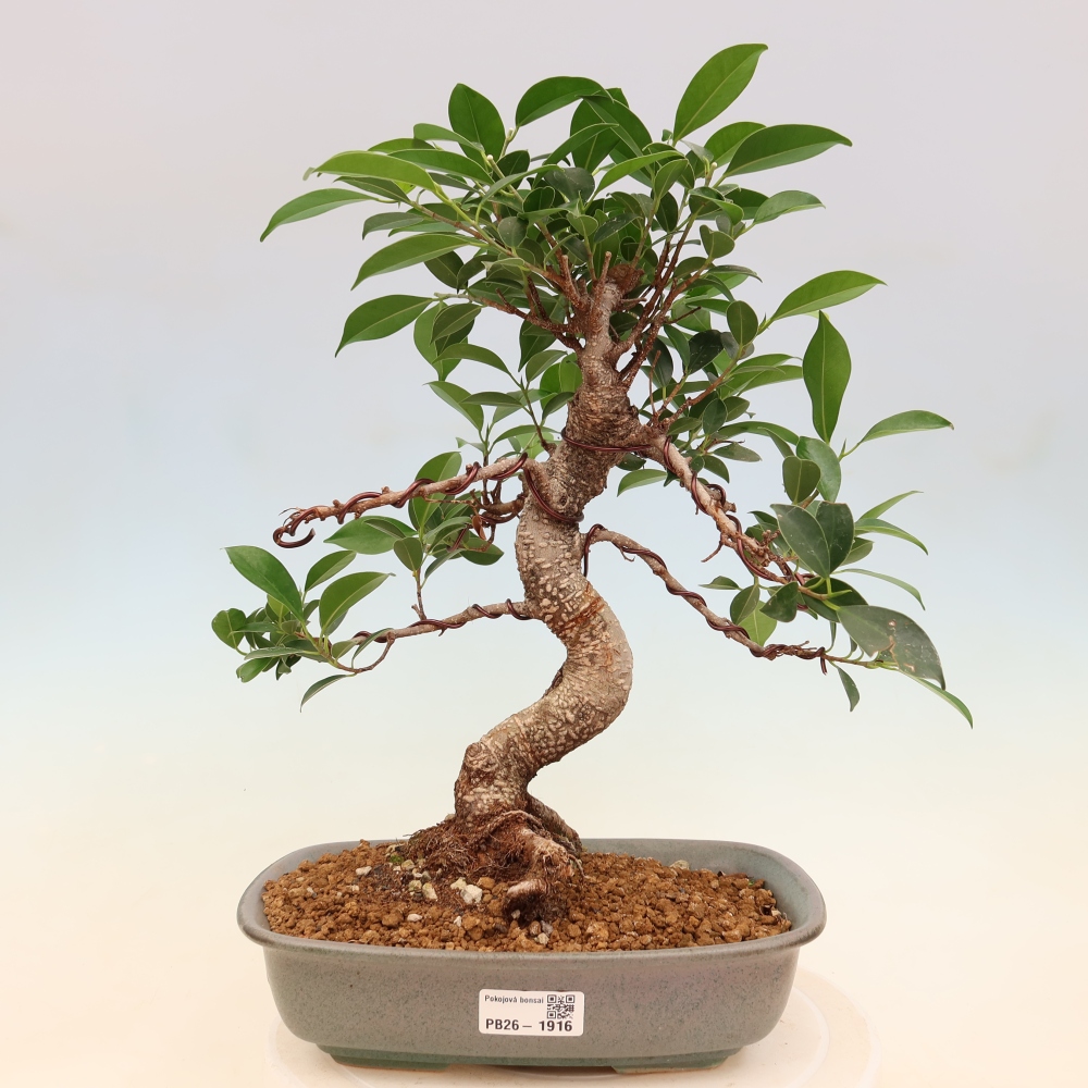 Pokojová bonsai - Ficus kimmen -  malolistý fíkus