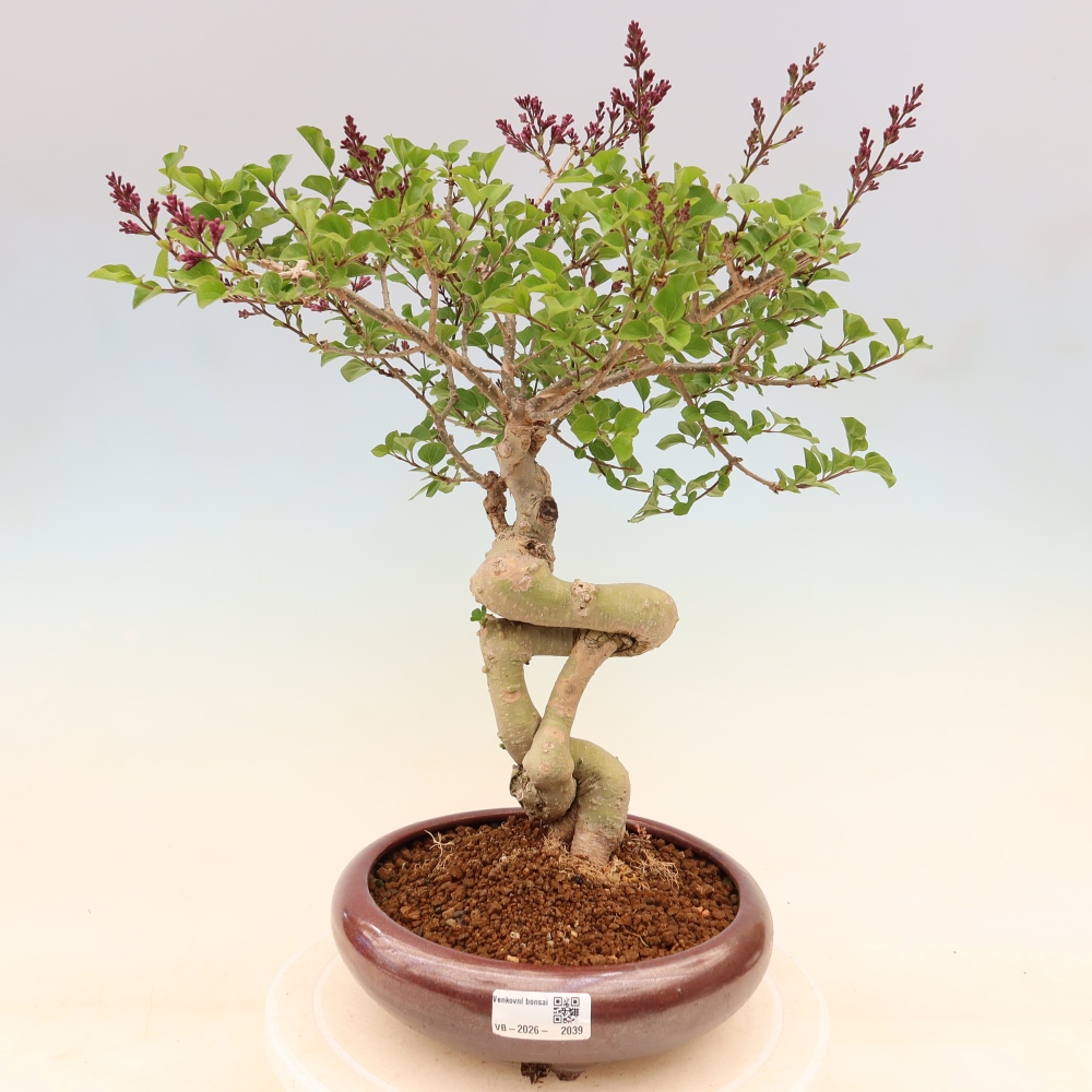Venkovní  bonsai -  Syringa microphylla - malokvětý šeřík