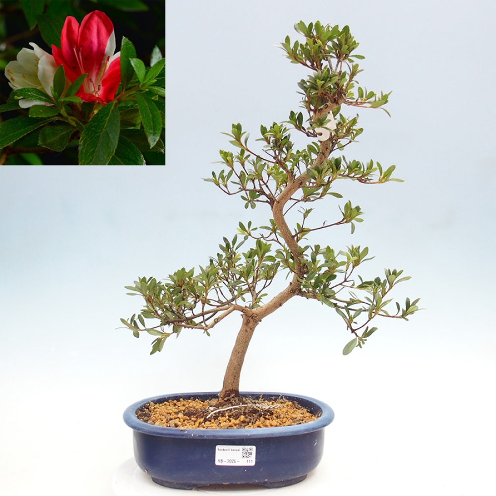 Venkovní bonsai - Japonská azalka - Azalea Senhime