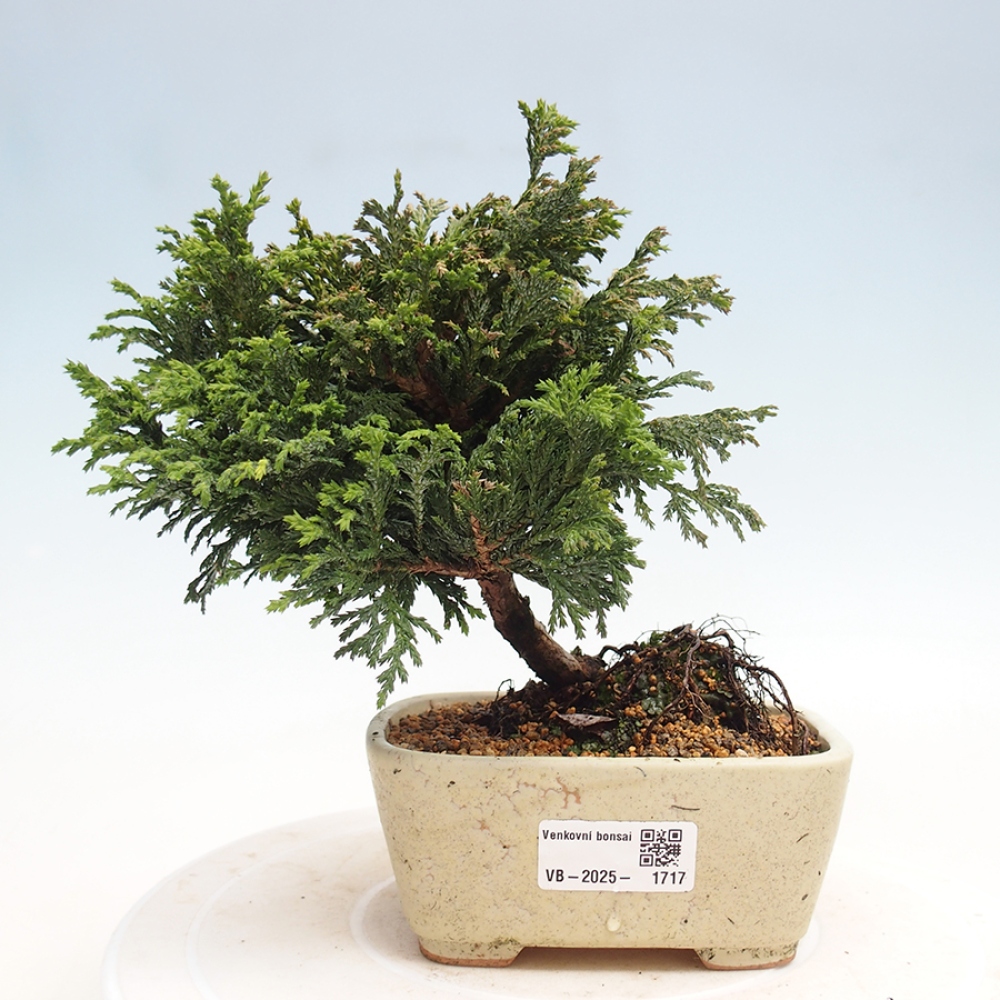 Venkovní bonsai - Cham.pis Parslori - Cypřišek