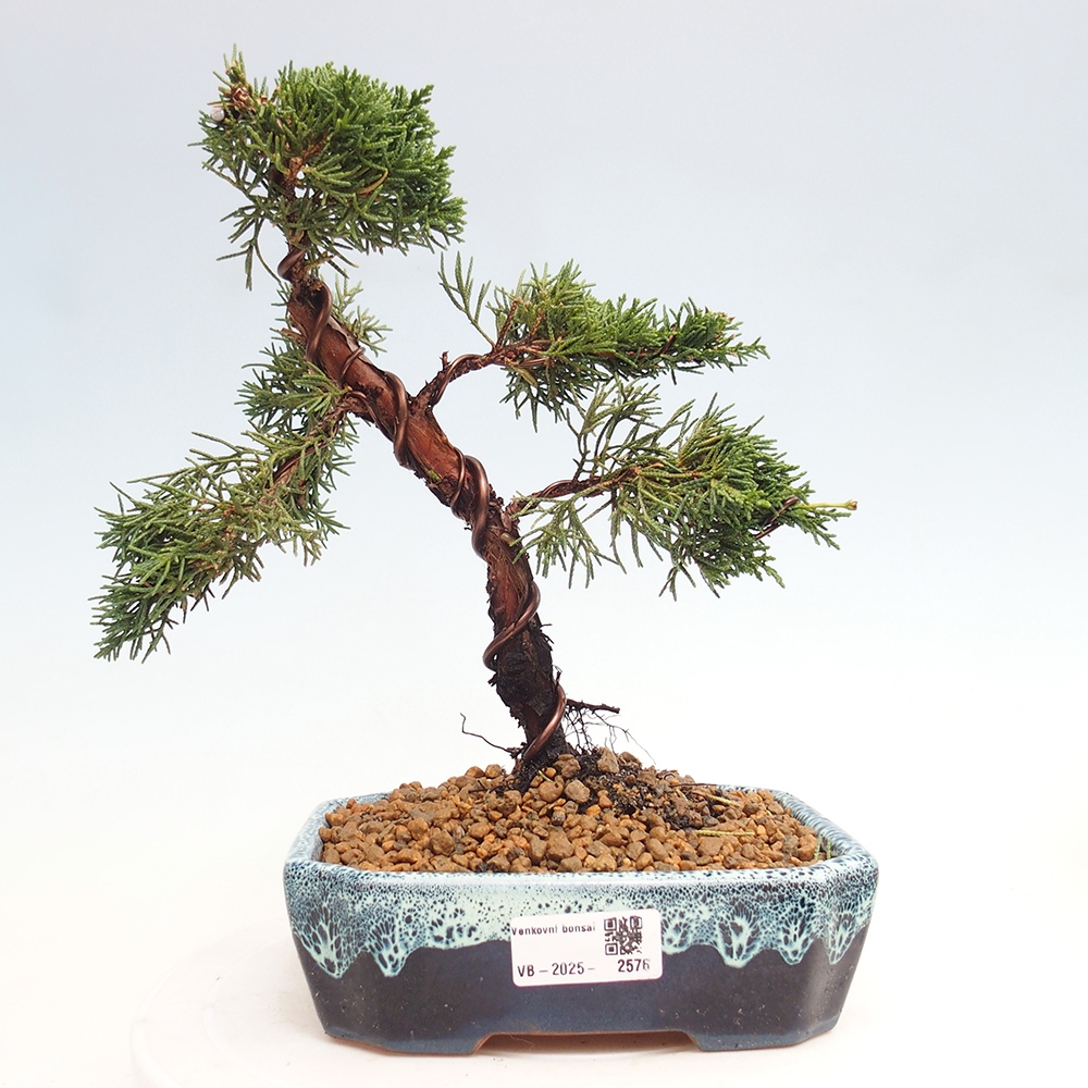 Venkovní bonsai - Juniperus chinensis Kishu -Jalovec čínský