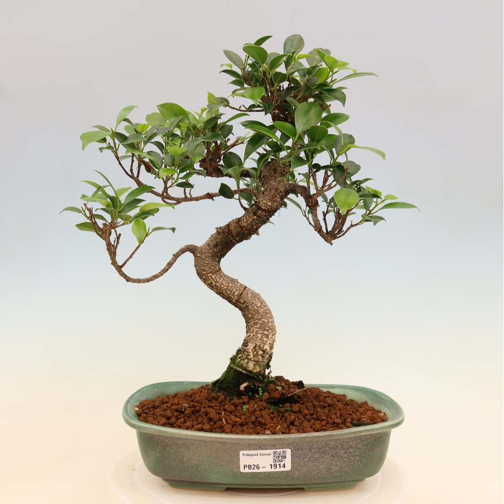 Pokojová bonsai - Ficus kimmen -  malolistý fíkus