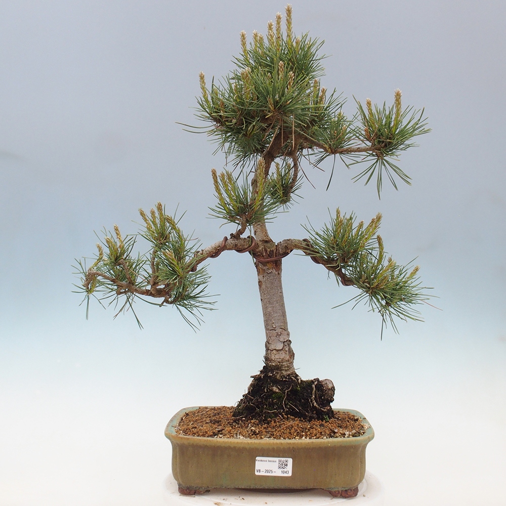 Venkovní bonsai - Pinus Sylvestris Watererri - Borovice lesní