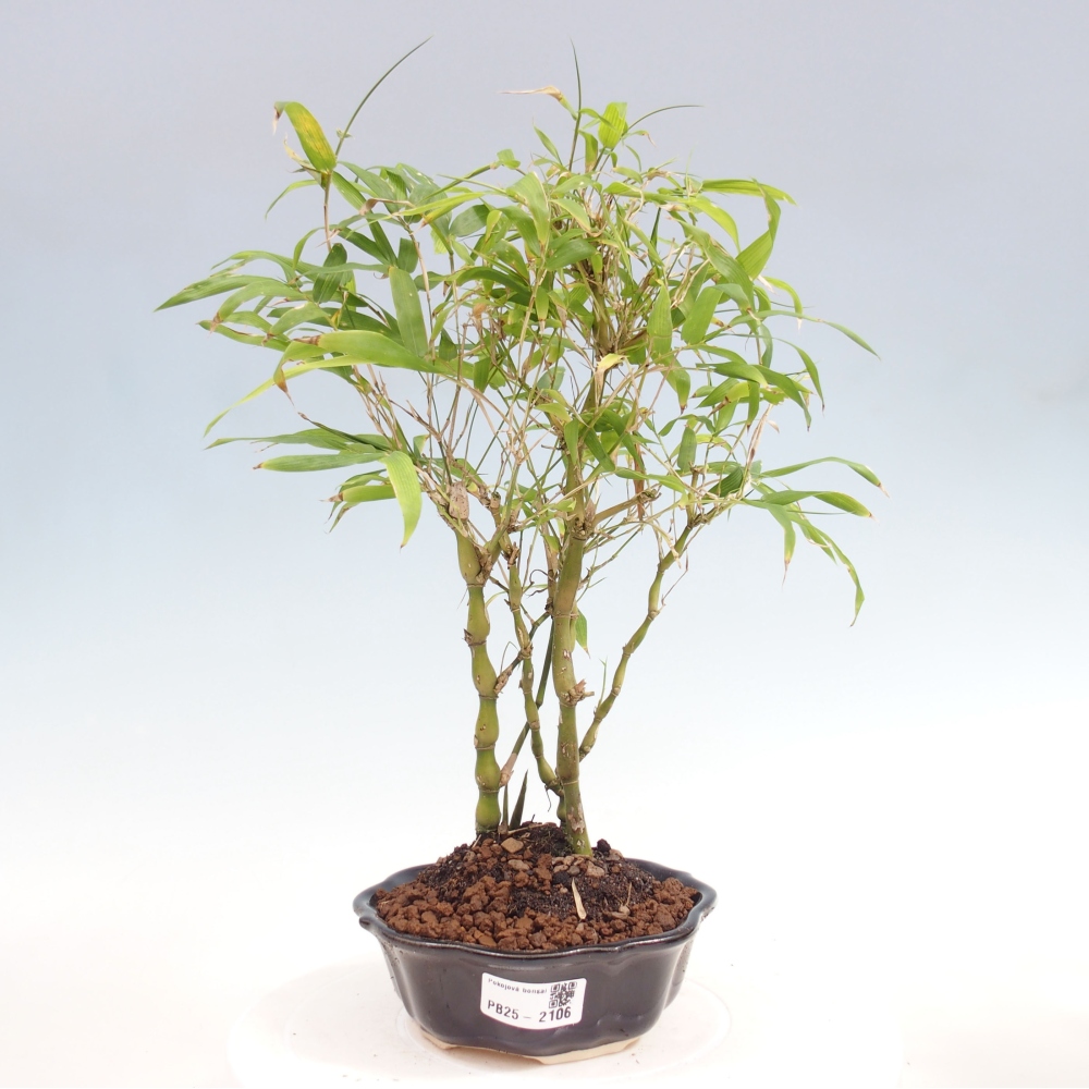 Pokojová bonsai - Bambus budha-Bambus budhovo břicho