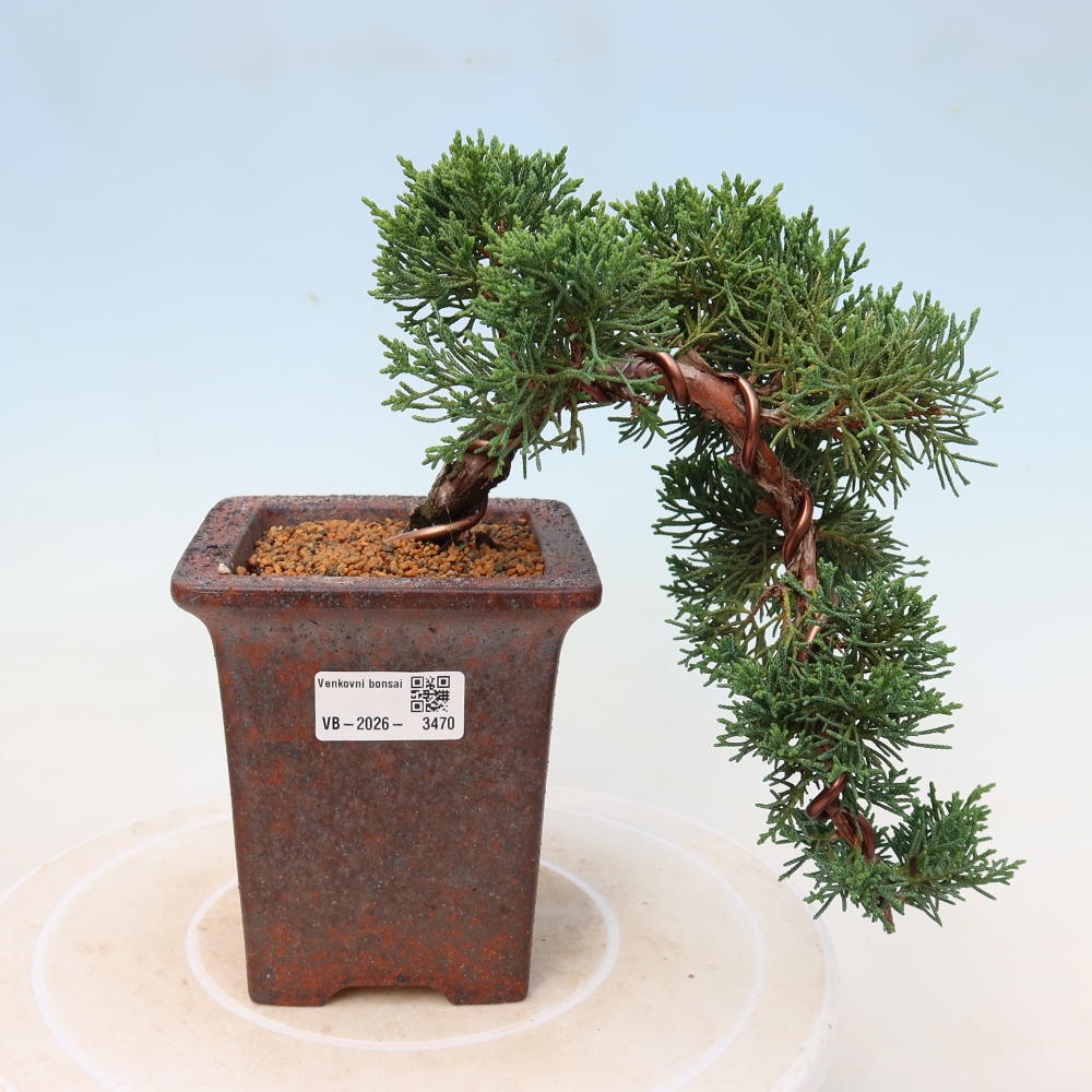 Venkovní bonsai - Juniperus chinensis Kishu -Jalovec čínský