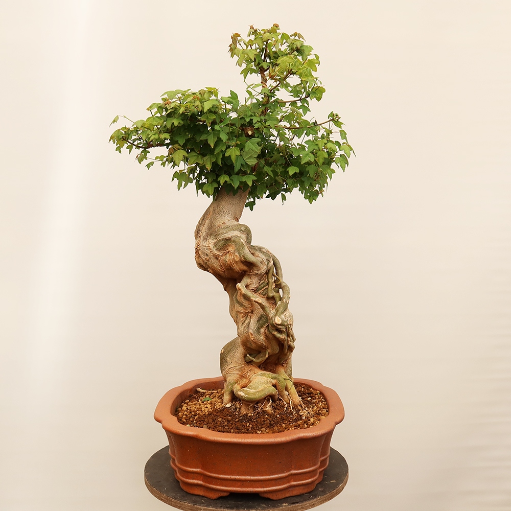 Venkovní bonsai - Javor Burgerův - Acer Burgerianum 