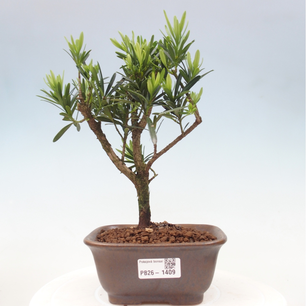 Pokojová bonsai - Podocarpus - Kamenný tis