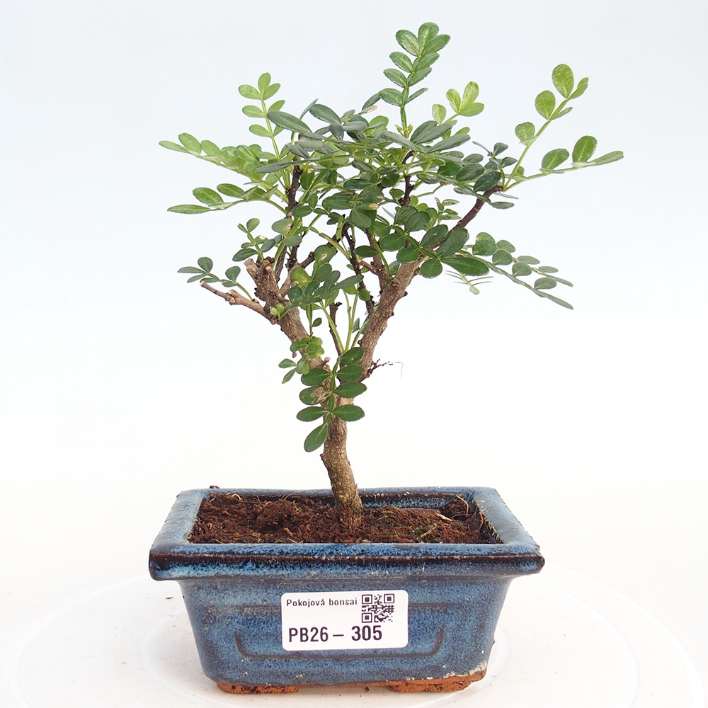 Pokojová bonsai - Zantoxylum piperitum - pepřovník