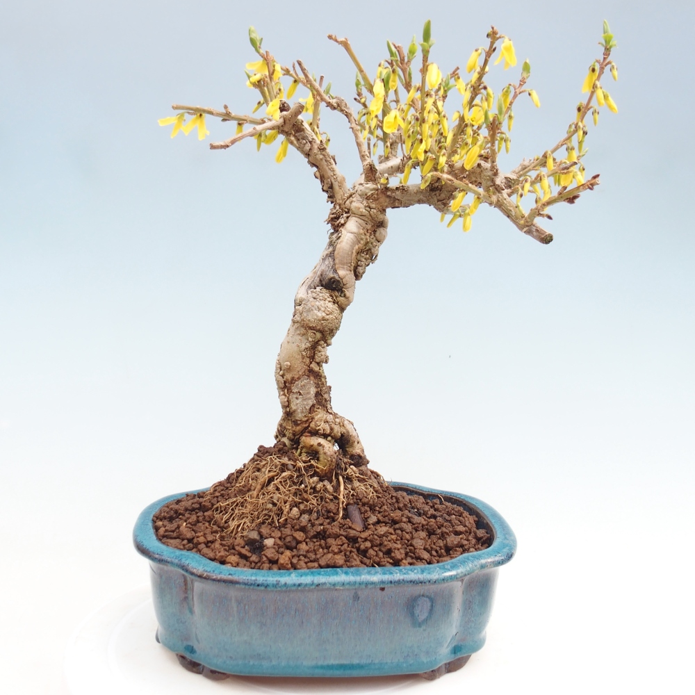Venkovní bonsai - Zlatice - Forsythia koreana