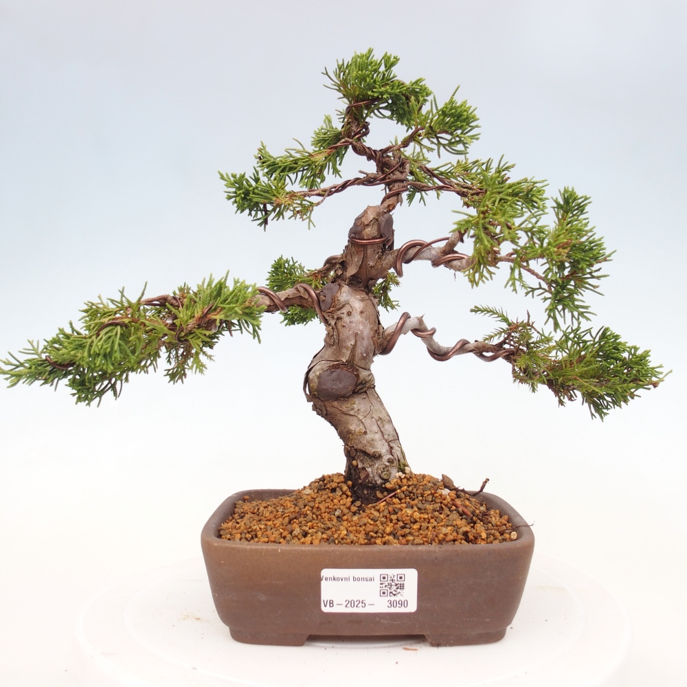 Venkovní bonsai - Juniperus chinensis Itoigawa -Jalovec čínský