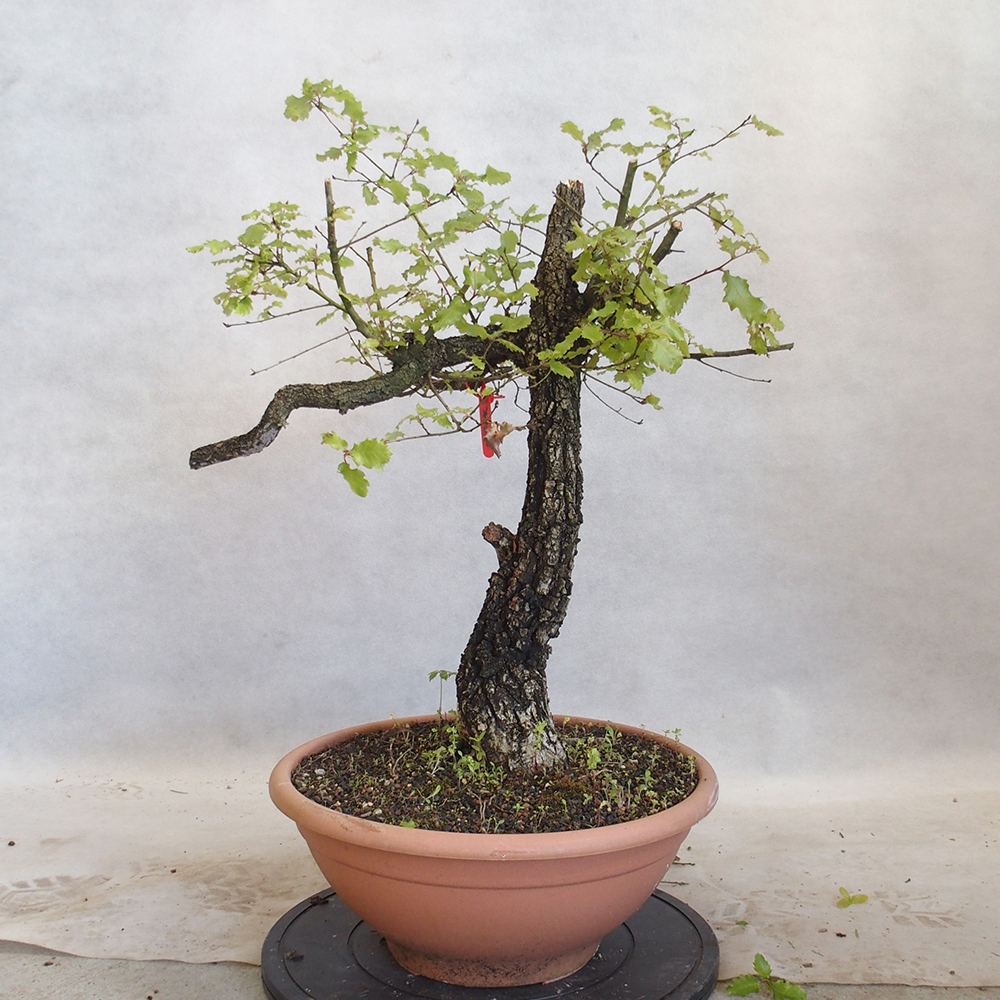 Venkovní bonsai Quercus Cerris - Dub Cer
