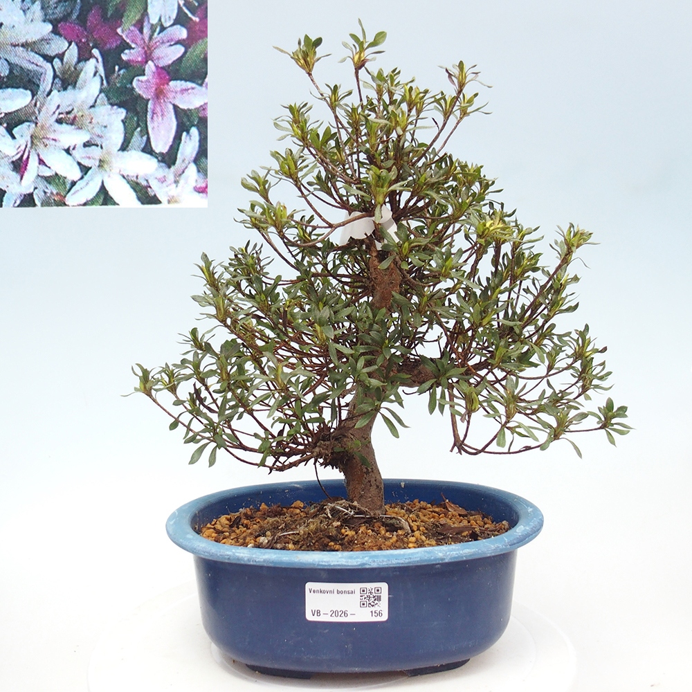 Venkovní bonsai - Japonská azalka - Azalea Ryusen