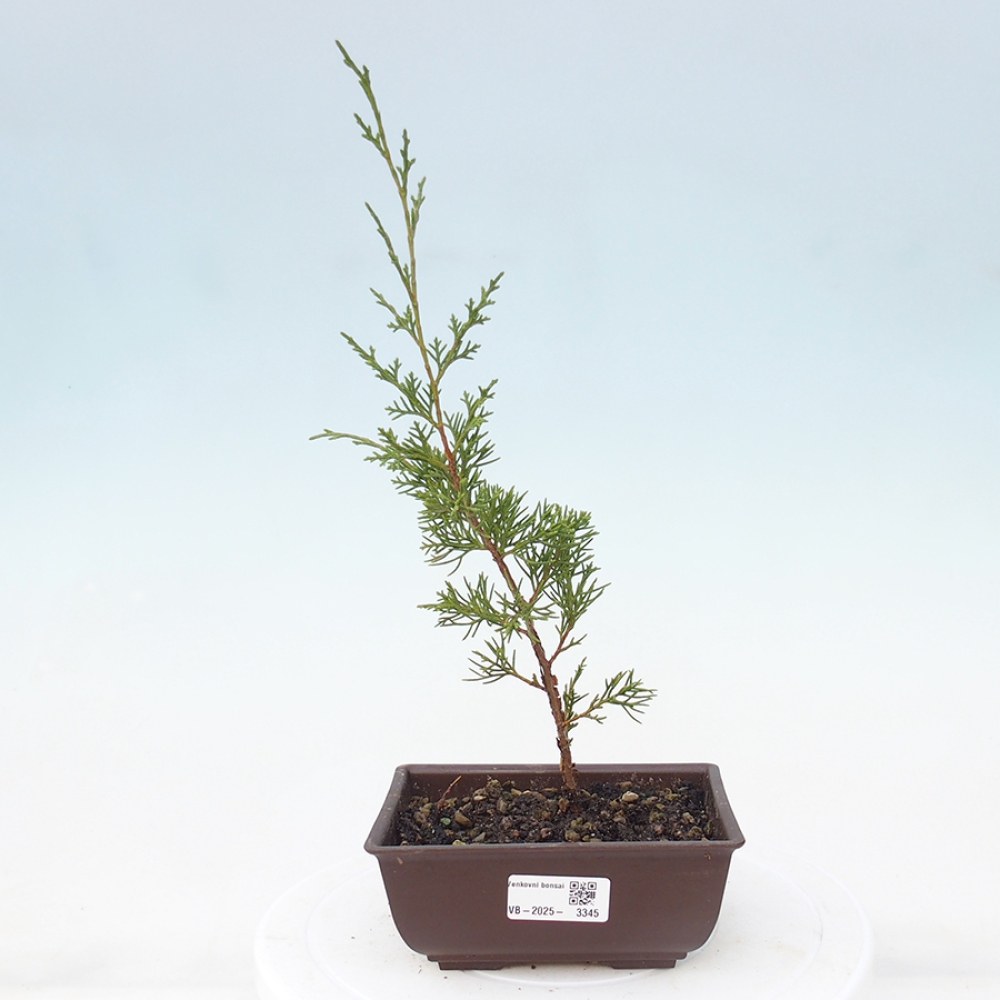 Venkovní bonsai - Juniperus chinensis Itoigawa -Jalovec čínský