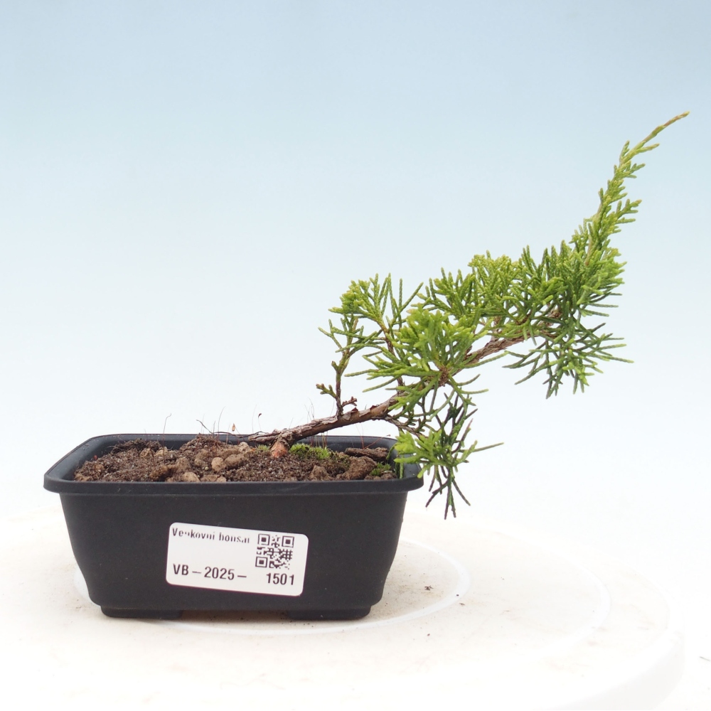Venkovní bonsai - Juniperus chinensis Itoigawa -Jalovec čínský