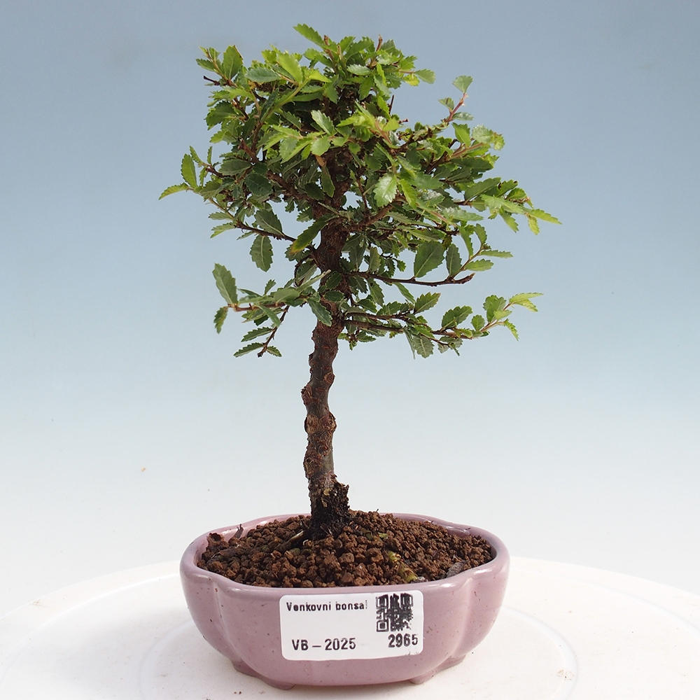 Venkovní bonsai - Ulmus parvifolia Sagei - Malolistý jilm