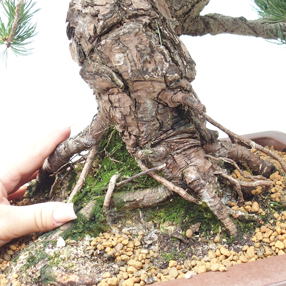 Venkovní bonsai - Pinus parviflora - Borovice drobnokvětá