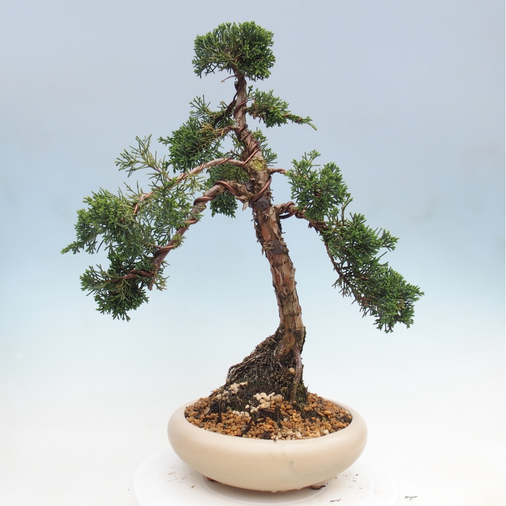 Venkovní bonsai - Juniperus chinensis Kishu -Jalovec čínský