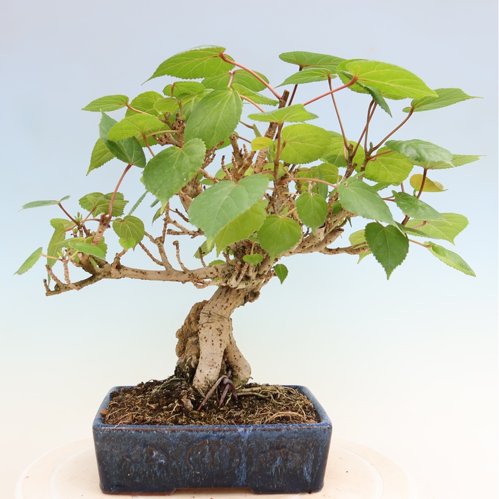 Pokojová bonsai - Hibiscus tiliaceus - Ibišek lípovitý, morský