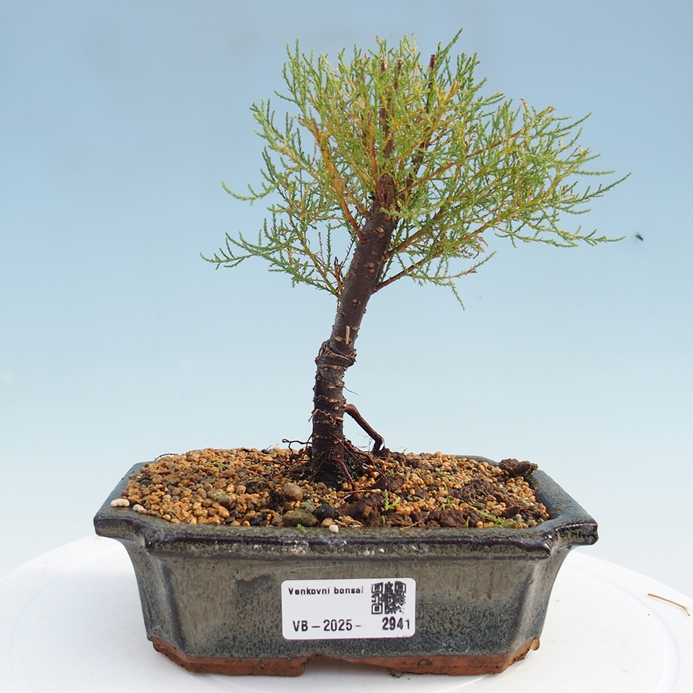Venkovní bonsai - Tamaryšek - Tamarix