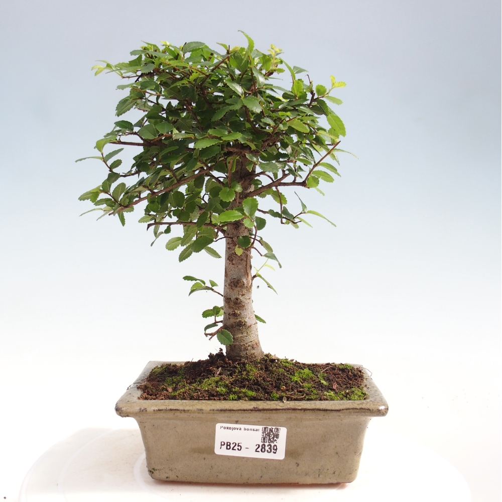 Pokojová bonsai - Ulmus parvifolia - Malolistý jilm