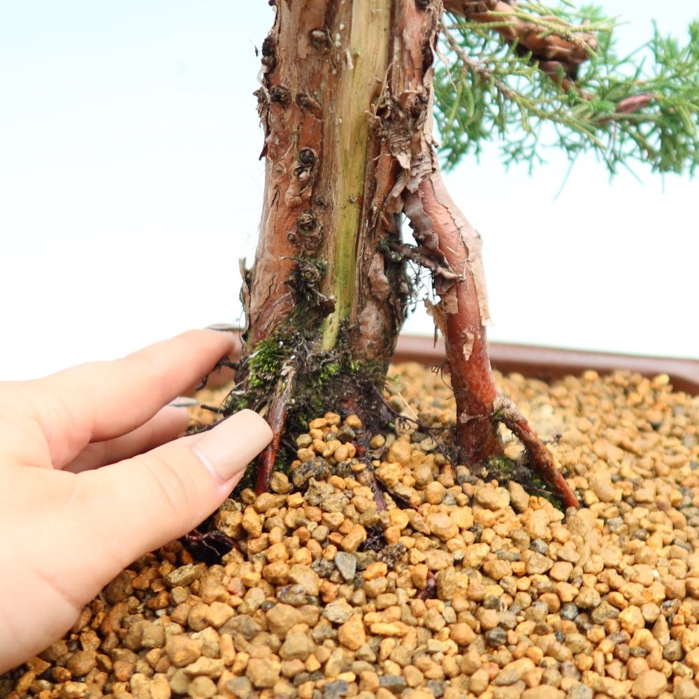 Venkovní bonsai - Juniperus chinensis Kishu -Jalovec čínský