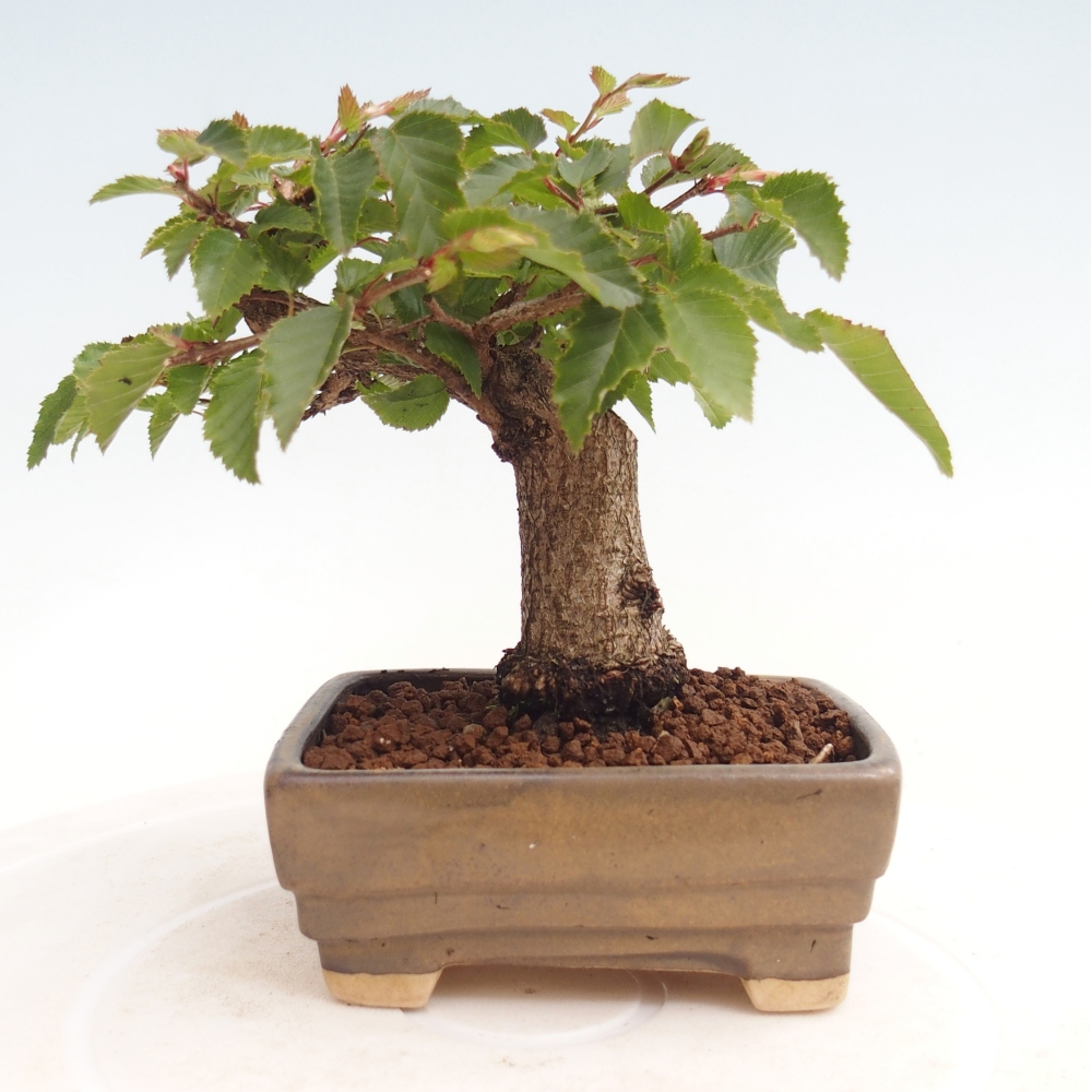 Venkovní bonsai -Carpinus CARPINOIDES - Habr korejský