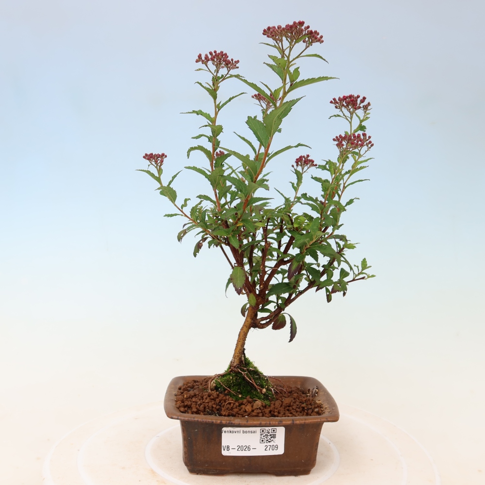 Venkovní bonsai - tavolník japonský - Spirea japonica Anthony Waterer