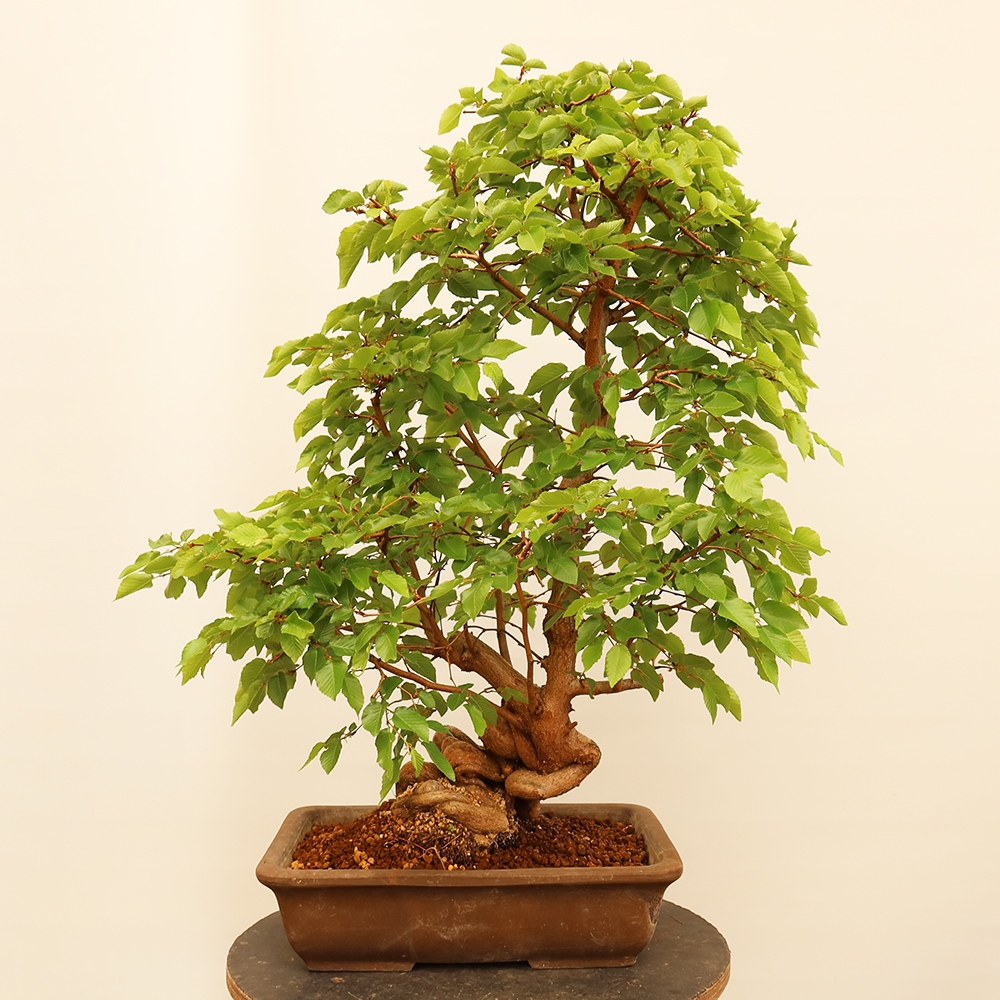 Venkovní bonsai -Carpinus Coreana - Habr korejský