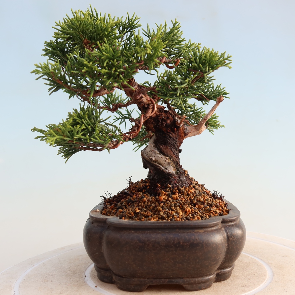 Venkovní bonsai - Juniperus chinensis Itoigawa -Jalovec čínský
