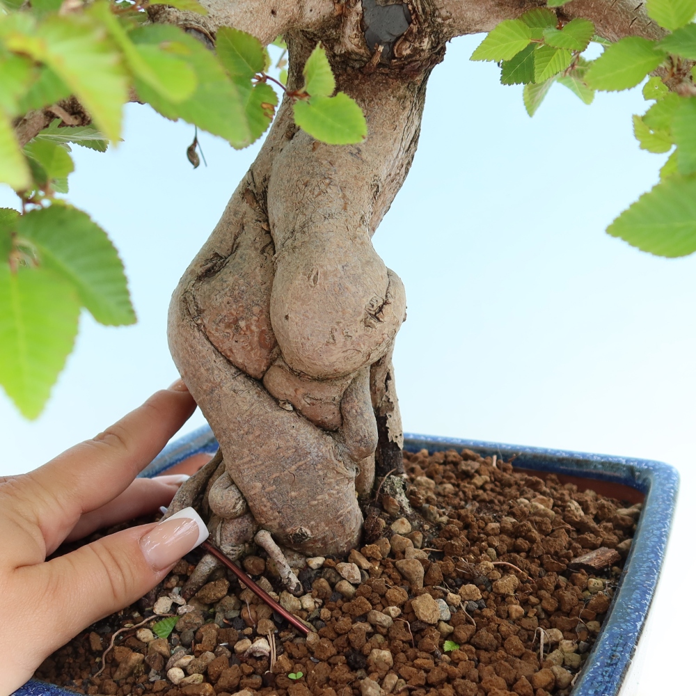 Venkovní bonsai -Carpinus Coreana - Habr korejský