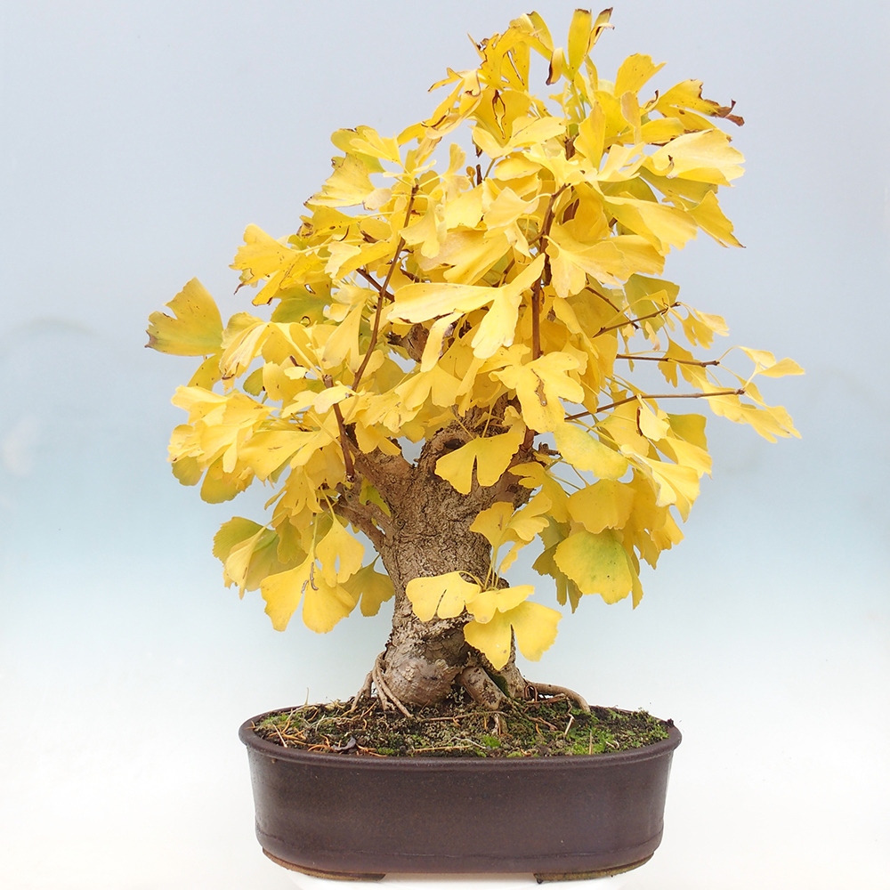 Venkovní bonsai - Jinan dvoulaločný - Ginkgo biloba