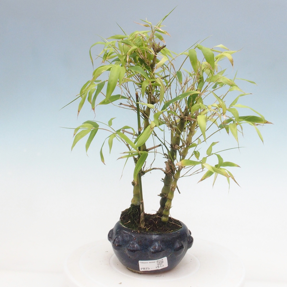 Pokojová bonsai - Bambus budha-Bambus budhovo břicho