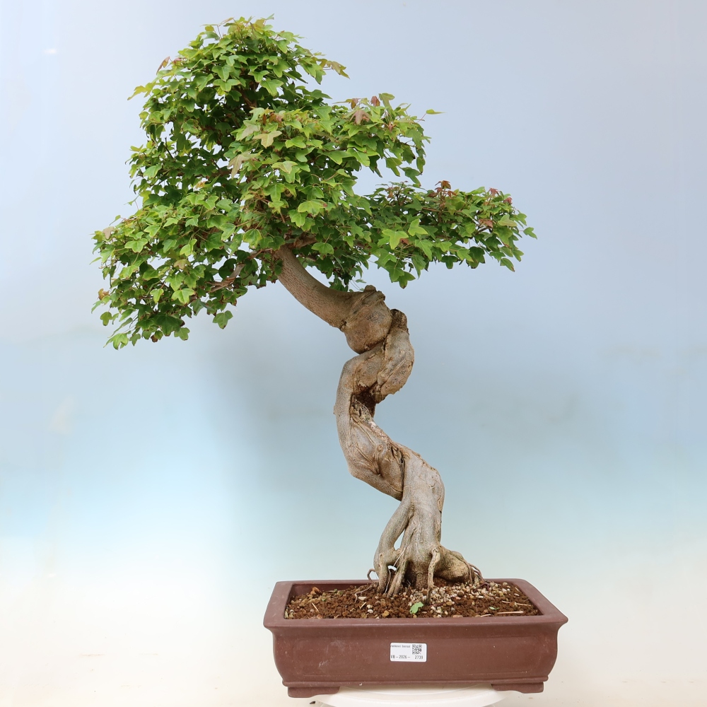 Venkovní bonsai - Acer Buergerianum - Javor Burgerův