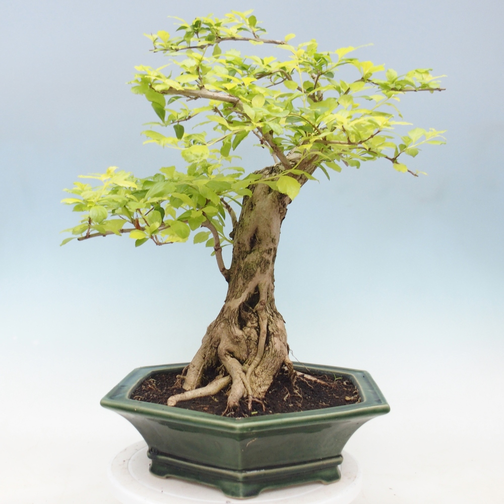 Pokojová bonsai - Duranta erecta Aurea