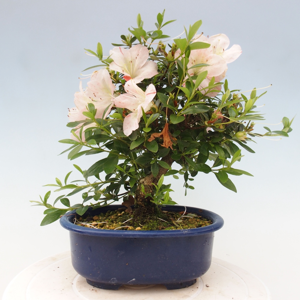 Venkovní bonsai - Japonská azalka - Azalea Asazakura