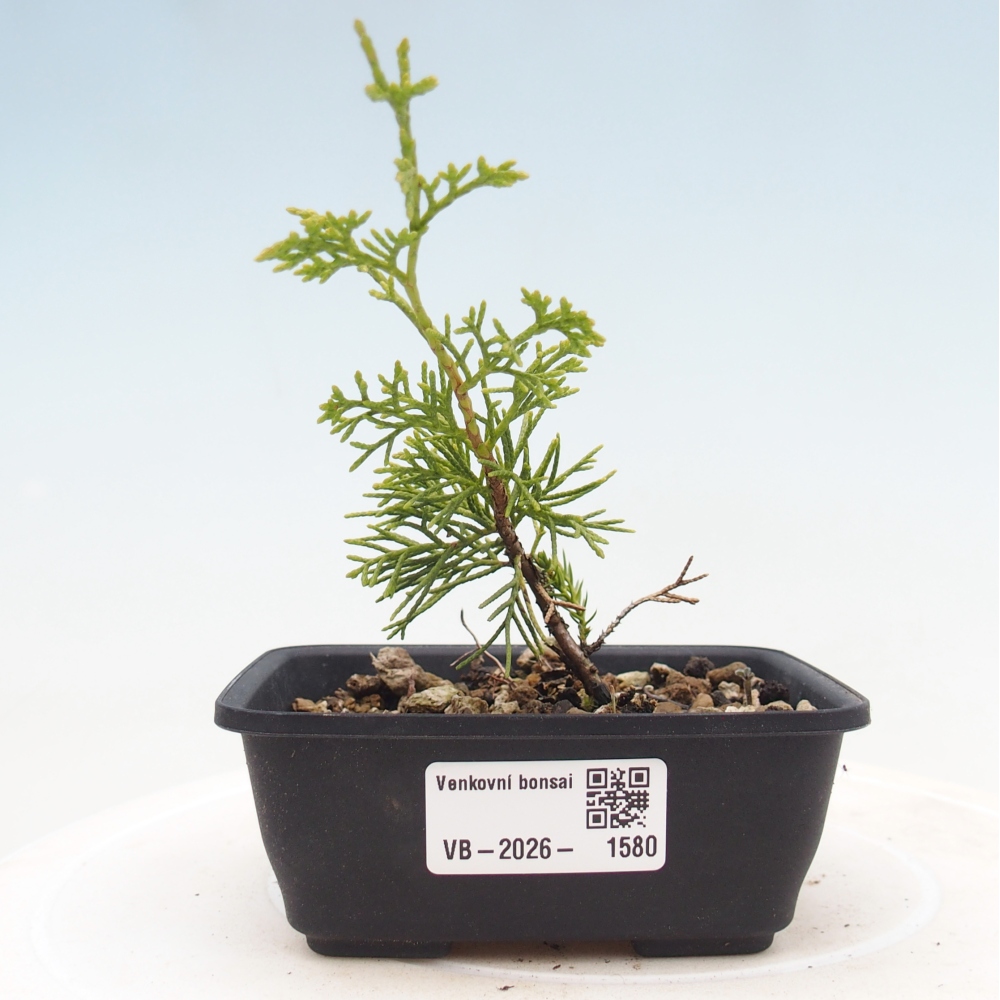 Venkovní bonsai - Juniperus chinensis Itoigawa -Jalovec čínský