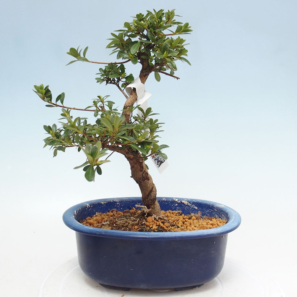 Venkovní bonsai - Japonská azalka - Azalea Asahi-no-izumi