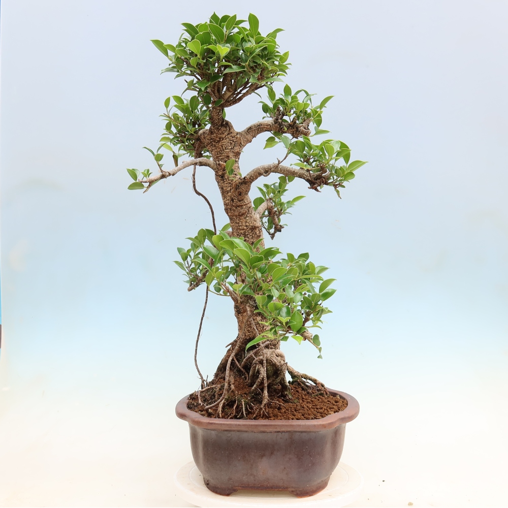 Pokojová bonsai - Ficus kimmen -  malolistý fíkus