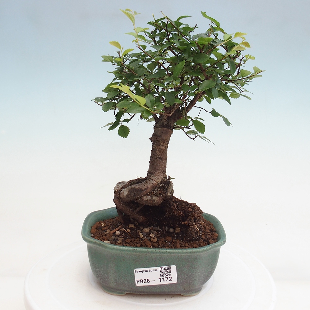 Pokojová bonsai - Ulmus parvifolia - Malolistý jilm