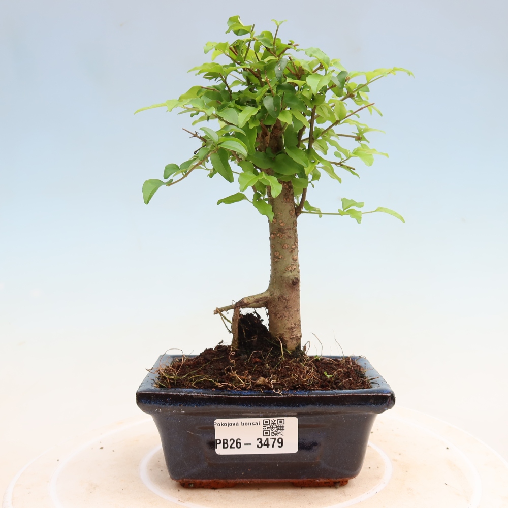 Pokojová bonsai -Ligustrum chinensis - Ptačí zob