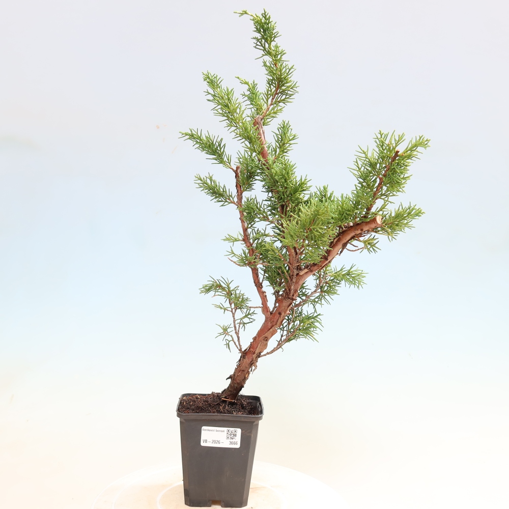 Venkovní bonsai - Juniperus chinensis Kishu -Jalovec čínský