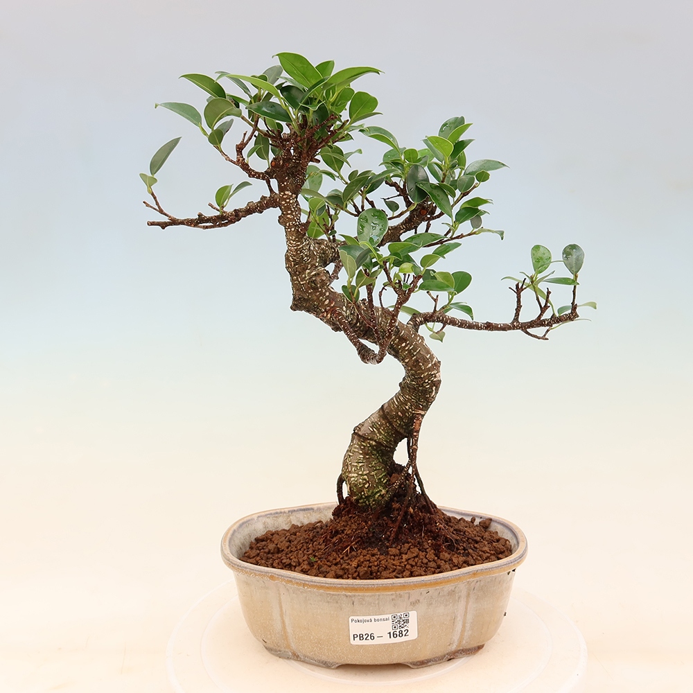 Pokojová bonsai - Ficus retusa -  malolistý fíkus