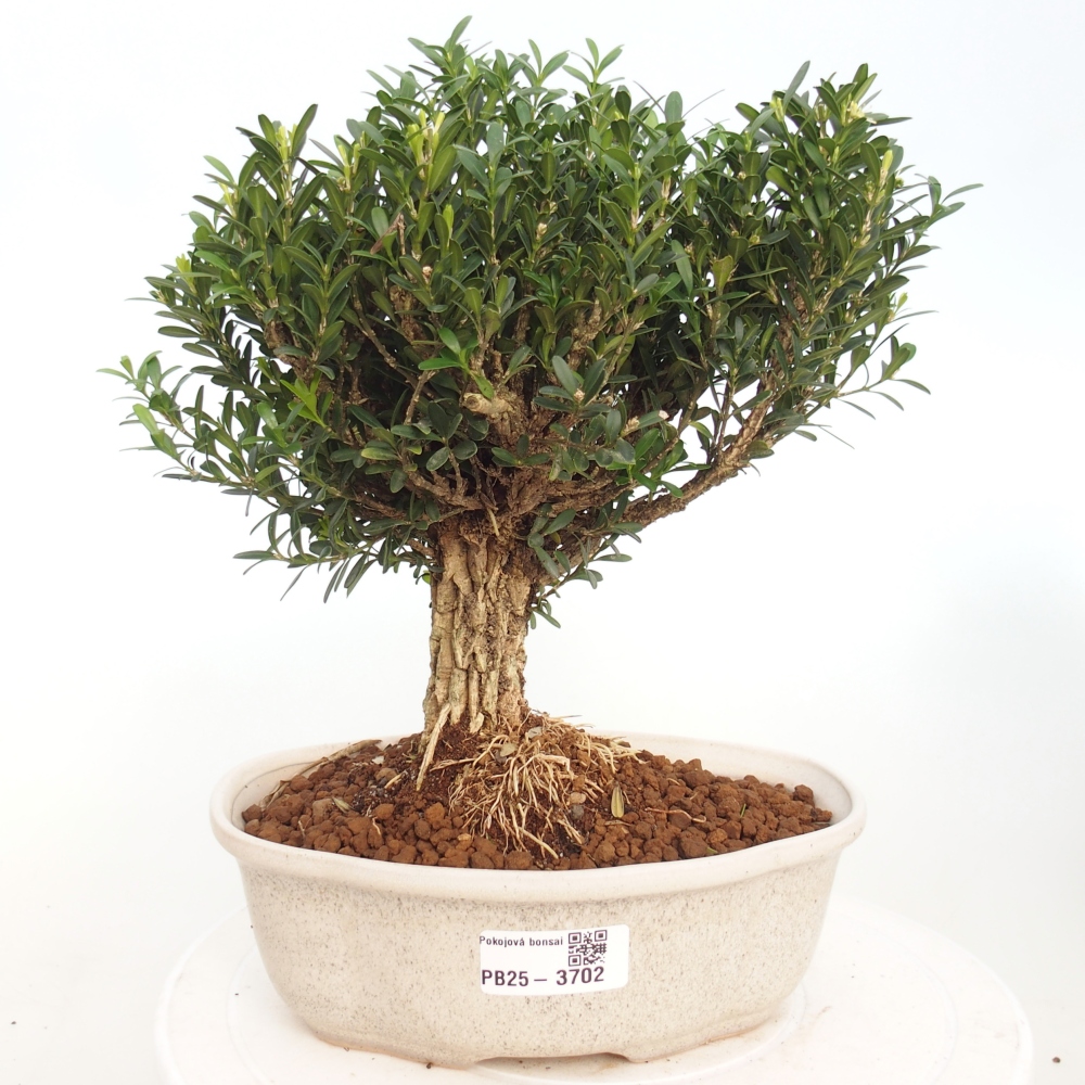 Pokojová bonsai - Buxus harlandii - korkový buxus