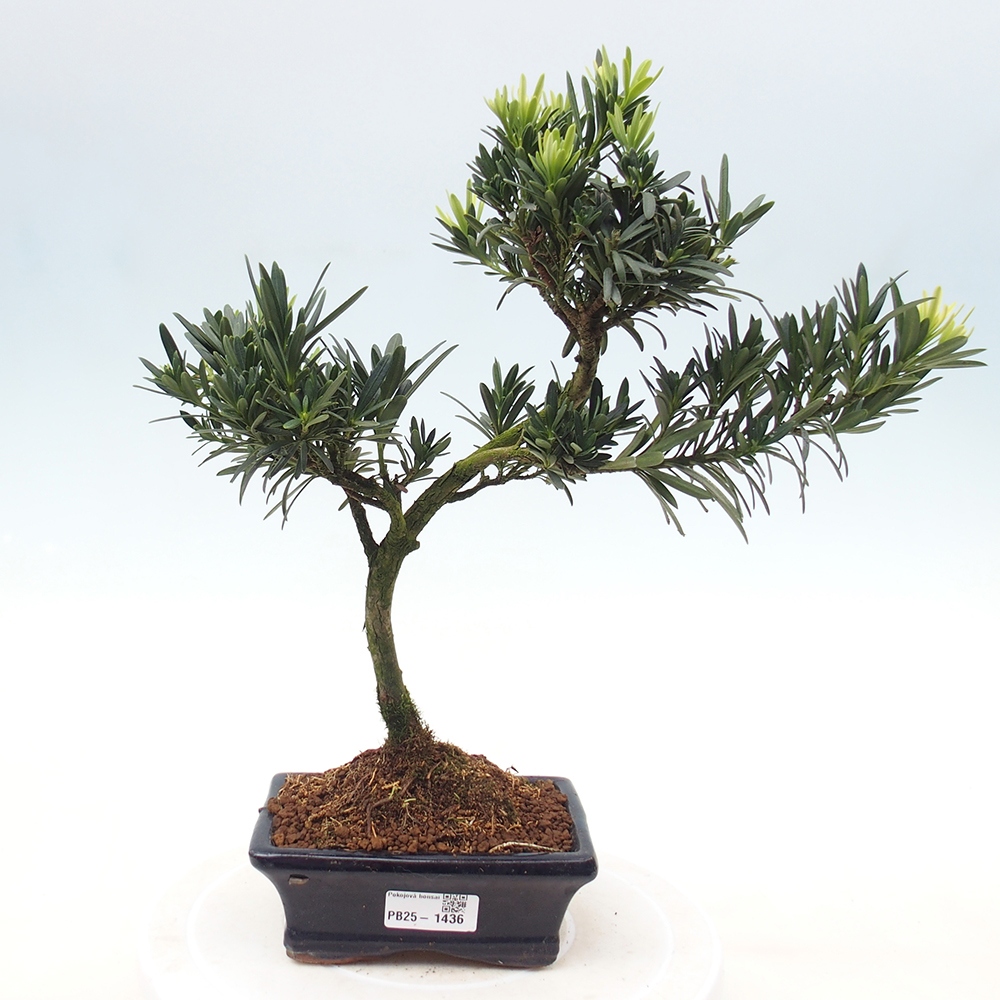 Pokojová bonsai - Podocarpus - Kamenný tis