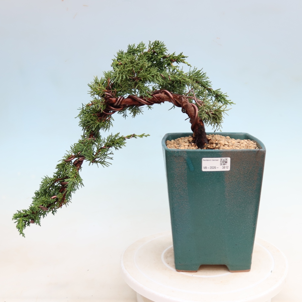 Venkovní bonsai - Juniperus chinensis Kishu -Jalovec čínský