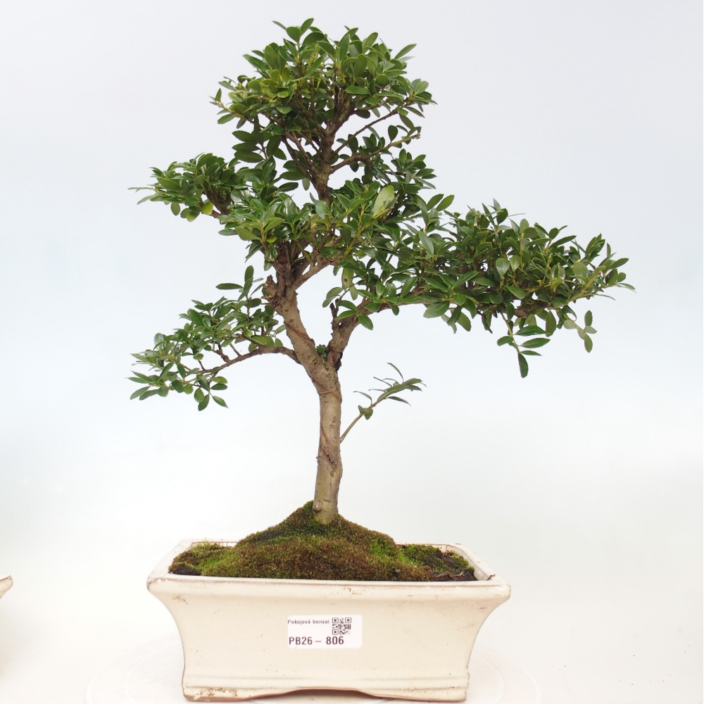 Pokojová bonsai - Ilex crenata - Cesmína