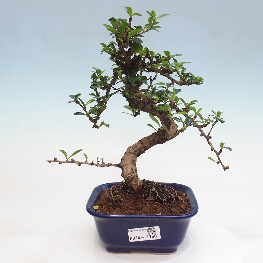 Pokojová bonsai - Carmona macrophylla - Čaj fuki