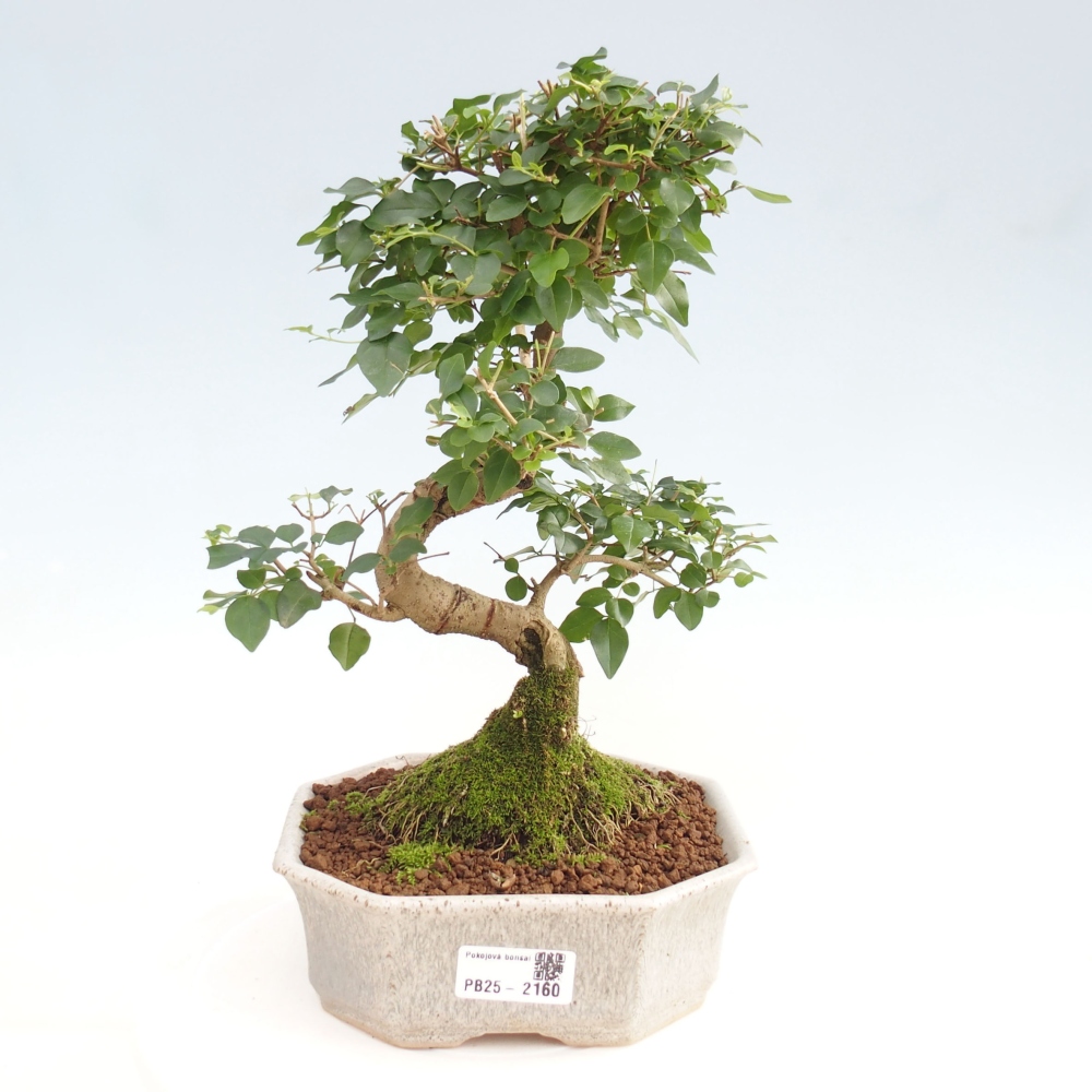 Pokojová bonsai -Ligustrum chinensis - Ptačí zob