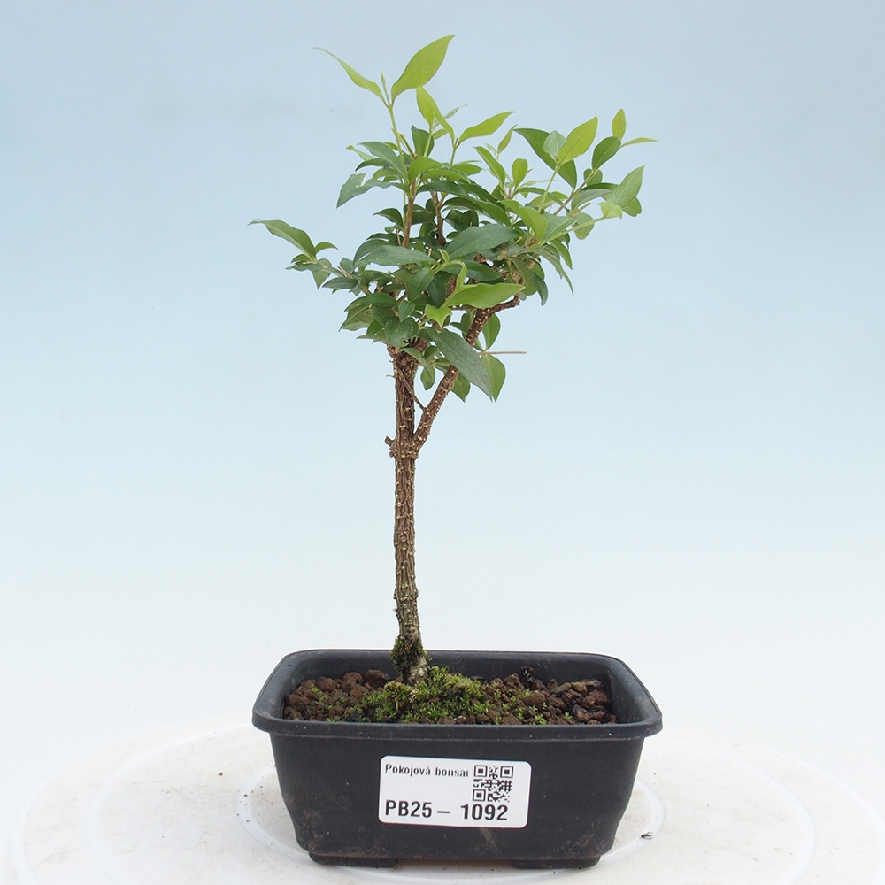 Pokojová bonsai - Malpighia coccigera- Barbdorská třešeň
