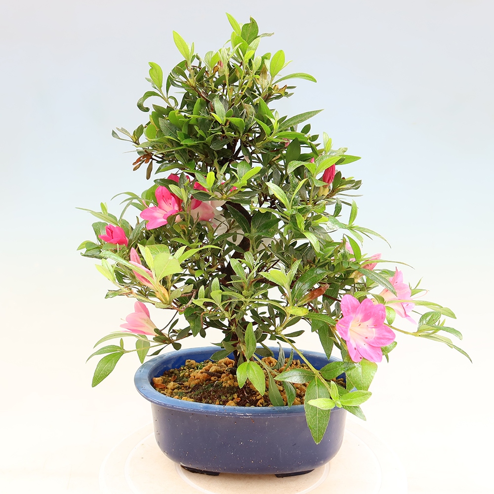 Venkovní bonsai - Japonská azalka - Azalea Reiko